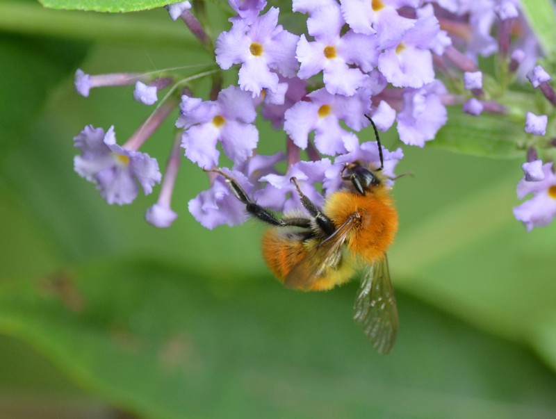 Imenottero col pellicciotto? Bombus pascuorum